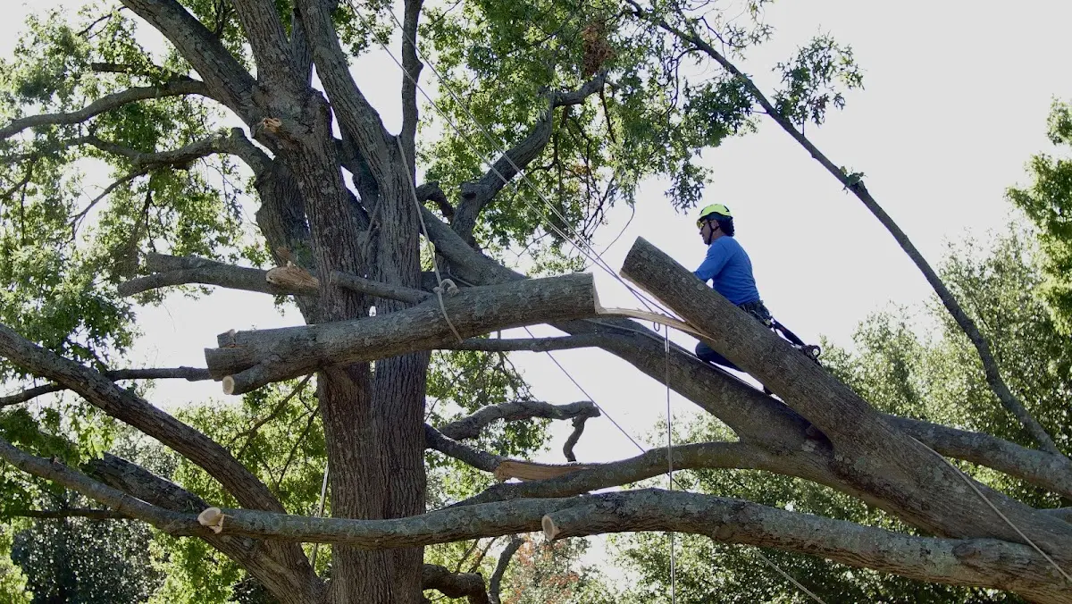 Professional Crown Thinning performed by certified arborists in Cambridge